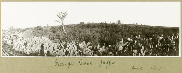 Orangenhain, Jaffa, Dezember 1917